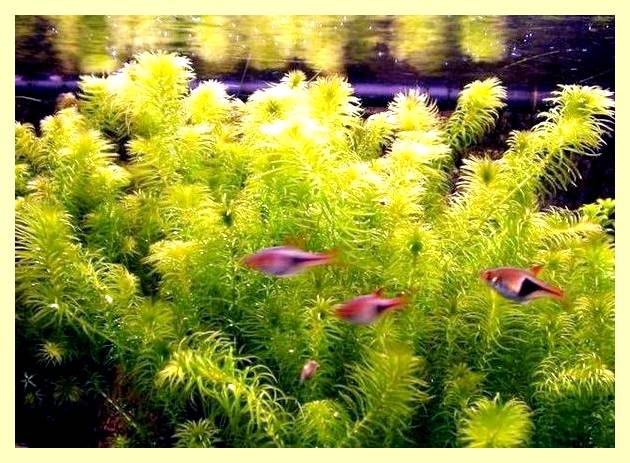 Шаблон водорослей для аквариума (шаблон, водоросли, длить, аквариум, Аппликация геометрических фигур) Шаблон водорослей для аквариума