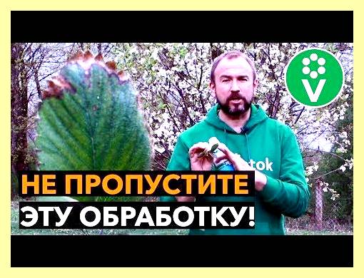 Чем обработать доску в парилке (обработать, доска, парилка, бане которую топят, большое количество химических, большое количество химических препаратов) Чем обработать доску в парилке