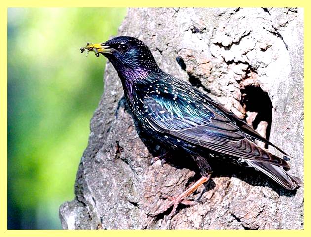 Чертеж скворечника для скворца (чертеж, скворечник, длить, скворец, сделать скворечник своими) Чертеж скворечника для скворца