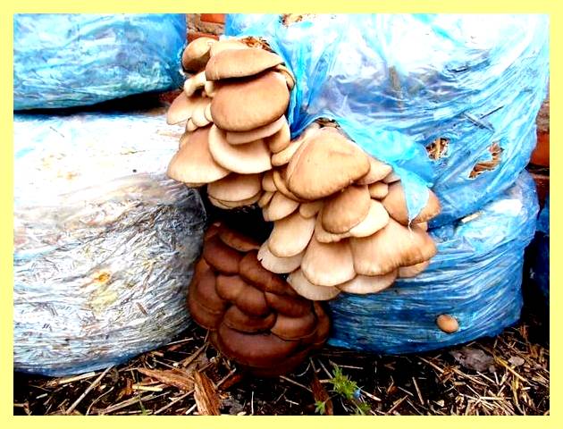 Что можно выращивать в подвале частного