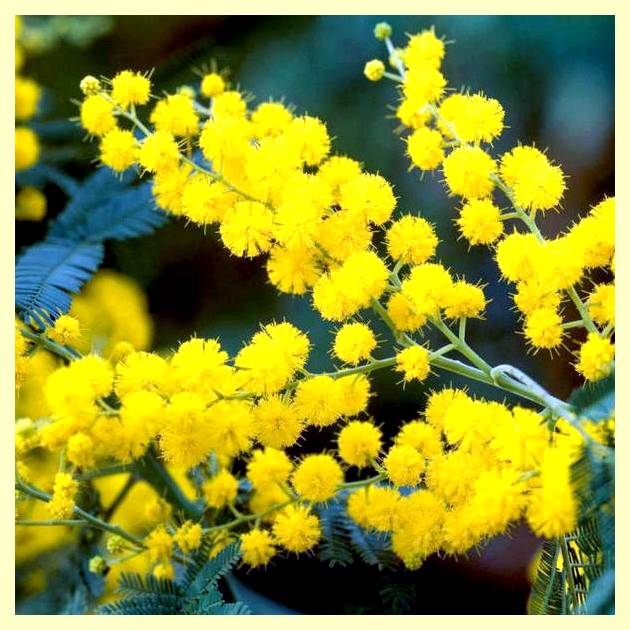 Шторы с помпонами фото