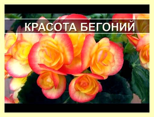 Что горит дольше всего (гореть, дольше, весь, Вещество длительного горения, Вещество длительного горения Сообщение, длительного горения Сообщение) Что горит дольше всего