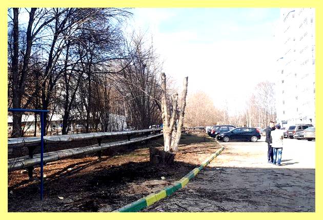Штраф за спил дерева возле дома (штраф, спить, дерево, возле) Штраф за спил дерева возле дома