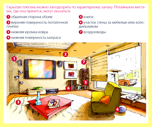 Чем убить грибок в погребе