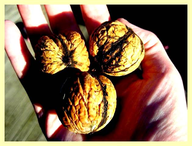 Щепа древесная своими руками (щепа, древесный, рука, домов высотой этажа) Щепа древесная своими руками