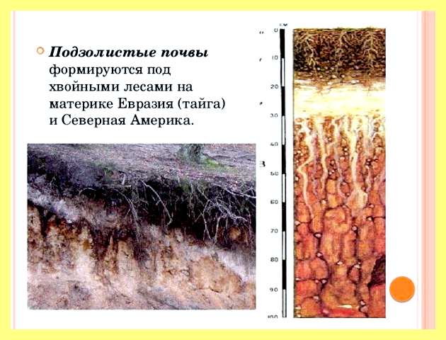 Черноземные почвы распространены (черноземный, почва, распространенный, избранное ссылка отблагодарить, комментировать избранное ссылка, комментировать избранное ссылка отблагодарить) Черноземные почвы распространены