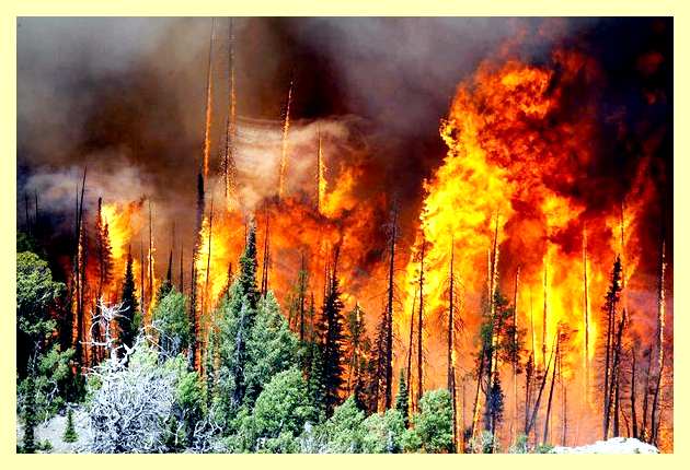 Что делать при низовом пожаре (делать, переть, низовой, пожар) Что делать при низовом пожаре