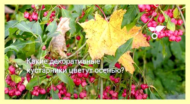 Энциклопедия кустарников с фото и названиями