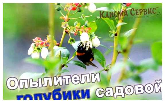 Как Опыляется садовая голубика (опылять, голубика, садовой голубики, опыления садовой, опыления садовой голубики, одного растения) Как Опыляется садовая голубика