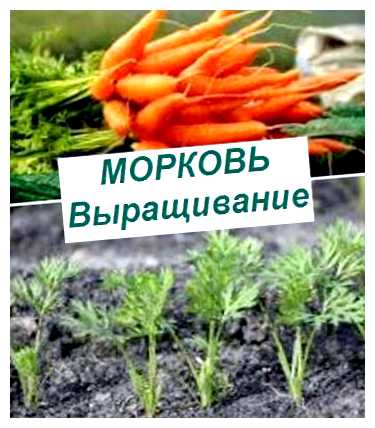 Как правильно вырастить хорошую морковь