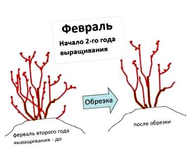 Как правильно обрезать голубику на зиму (правильный, обрезать, голубика, обрезки голубики, обрезать голубику, голубики зиму) Как правильно обрезать голубику на зиму