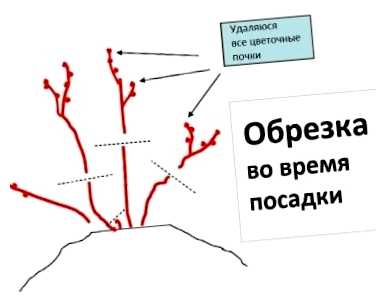 Как правильно обрезать голубику на зиму (правильный, обрезать, голубика, обрезки голубики, обрезать голубику, голубики зиму) Как правильно обрезать голубику на зиму