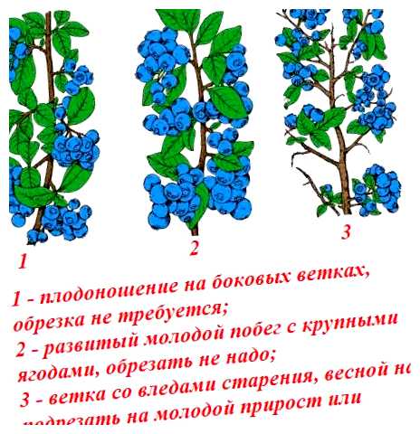 Как правильно обрезать голубику на зиму (правильный, обрезать, голубика, обрезки голубики, обрезать голубику, голубики зиму) Как правильно обрезать голубику на зиму