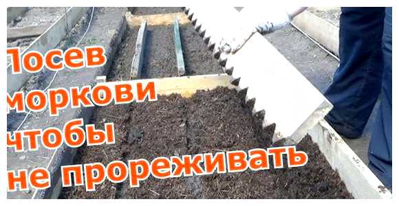 Как правильно посадить морковь чтобы её потом не прореживать (правильный, посадить, морковь, прореживать, моркови прореживания) Как правильно посадить морковь чтобы её потом не прореживать