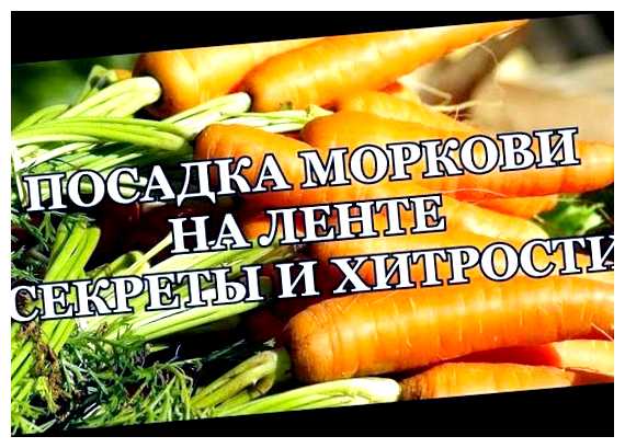Как правильно посадить морковь на ленточке