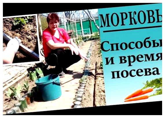 Как правильно посеять семена моркови (правильный, семя, морковь, морковных семян, кислотности почвы, Органическое удобрение) Как правильно посеять семена моркови