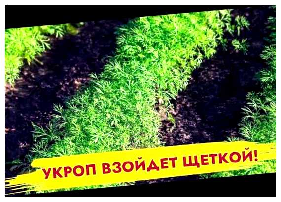 Как правильно посеять укроп в июле месяце (правильный, посеять, укроп, июль, месяц) Как правильно посеять укроп в июле месяце