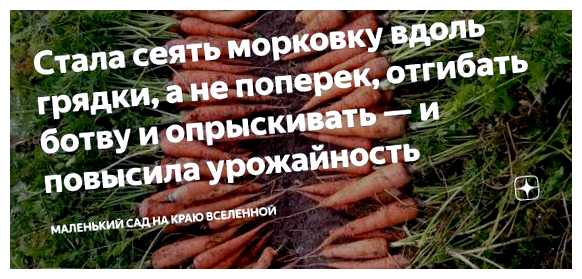 Как правильно сажать морковь вдоль или поперёк (правильный, сажать, морковь, вдоль, поперек, морковь вдоль) Как правильно сажать морковь вдоль или поперёк