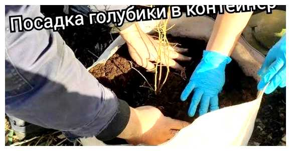 Как сделать дренаж для голубики (дренаж, голубика, дренажа голубики, дренажной системы, системы дренажа) Как сделать дренаж для голубики