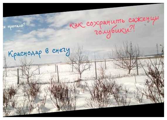 Как сохранить саженцы голубики зимой