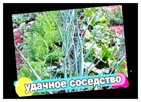Какую зелень можно выращивать на одной грядке (какой, зелень, можно, выращивать, один, грядка) Какую зелень можно выращивать на одной грядке