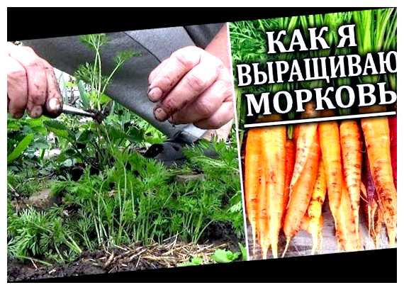 Как ухаживать за всходами моркови