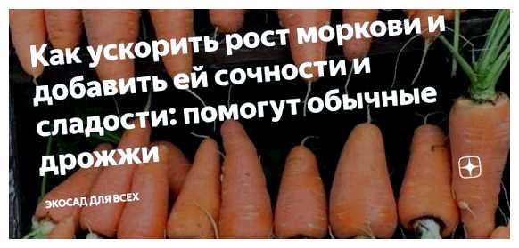 Как ускорить созревание моркови (ускорить, созревание, морковь, созревание моркови, ускорить созревание) Как ускорить созревание моркови