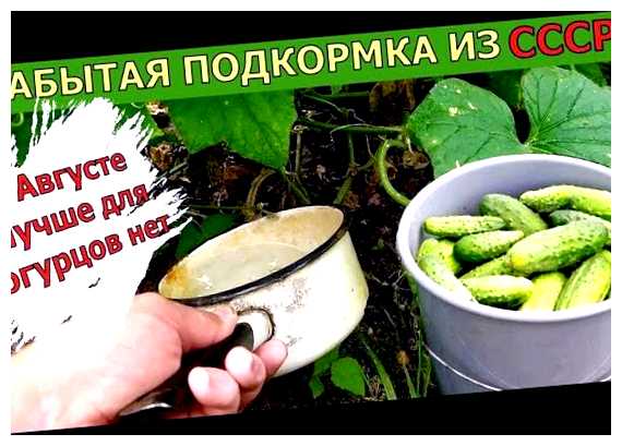 Какая самая лучшая подкормка для огурцов