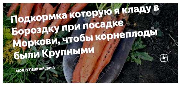 Какие удобрения вносят при посадке моркови (удобрение, морковь, посадке моркови, удобрения такие, использовать посадке) Какие удобрения вносят при посадке моркови