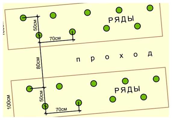 Какое расстояние должно быть между огурцами (расстояние, может привести, друг другу, роста развития, выращивании открытом) Какое расстояние должно быть между огурцами