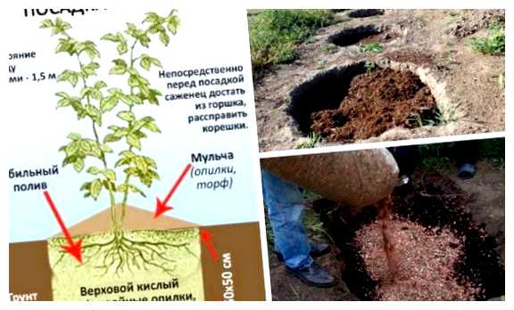 Какой размер ямы для посадки голубики (какой, размер, посадка, голубика) Какой размер ямы для посадки голубики