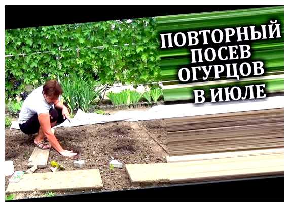 Можно ли посадить огурцы в открытый грунт в июле