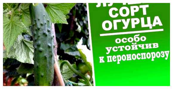 Можно ли посеять огурцы в июле месяце (можно, посеять, июль, месяц, огурцов июле) Можно ли посеять огурцы в июле месяце