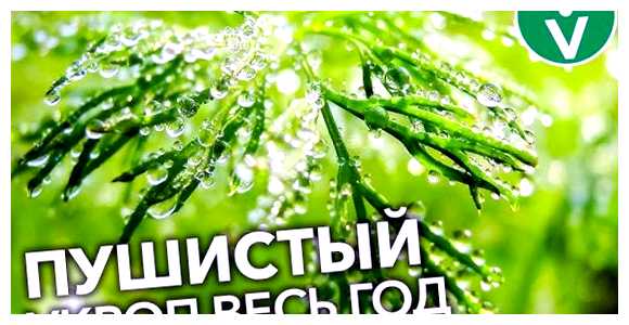 Почему не всходят семена укропа