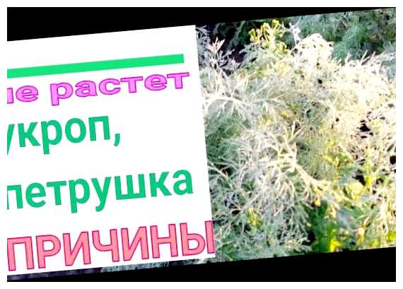 Почему у меня не растет укроп (почему, расти, укроп, ростом укропа, укропа саду) Почему у меня не растет укроп