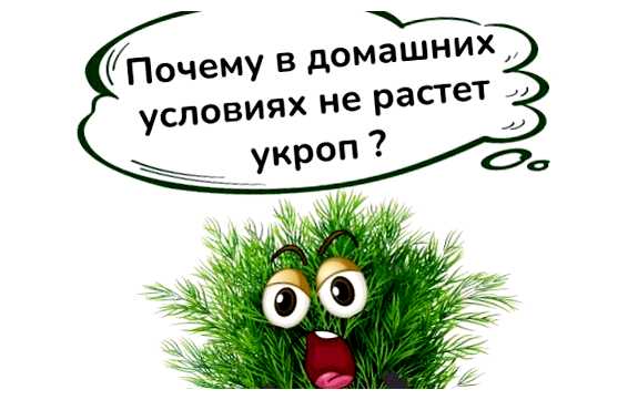 Почему у меня не растет укроп (почему, расти, укроп, ростом укропа, укропа саду) Почему у меня не растет укроп