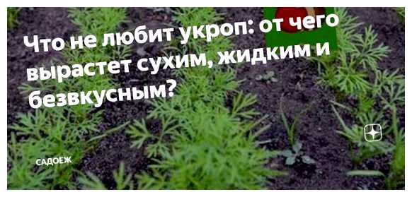 Что не любит укроп при посадке