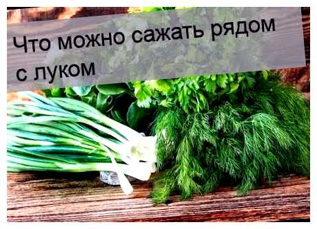 Можно ли малину сажать рядом с голубикой