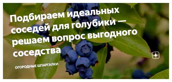 Можно ли сажать голубику рядом со смородиной