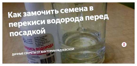 Можно ли семена замочить в перекиси водорода (можно, семя, перекись, водород, перекиси водорода, семян перекиси) Можно ли семена замочить в перекиси водорода