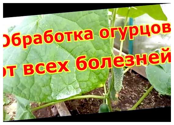 Чем обработать огурцы от всех болезней