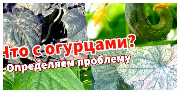 Чем обработать огурцы от всех болезней