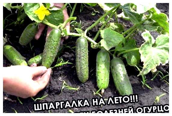 Чем обработать огурцы от всех болезней
