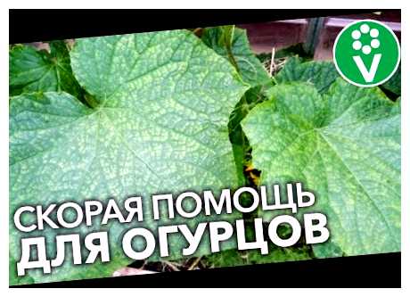 Чем обработать огурцы от всех болезней
