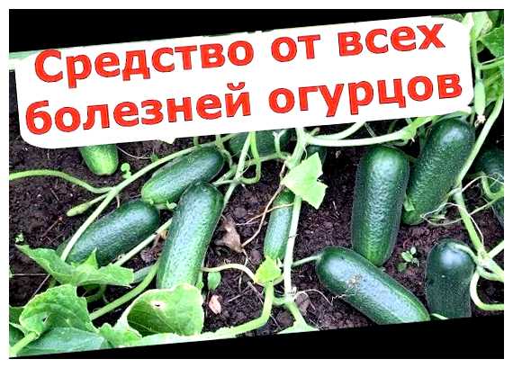 Чем обработать огурцы от всех болезней
