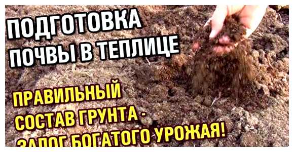 Чем обработать почву в теплице перед посадкой огурцов (почва, перед, почвы теплице, посадкой огурцов, перед посадкой) Чем обработать почву в теплице перед посадкой огурцов