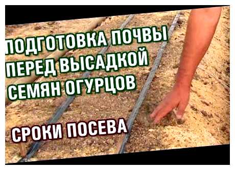 Чем обработать почву в теплице перед посадкой огурцов (почва, перед, почвы теплице, посадкой огурцов, перед посадкой) Чем обработать почву в теплице перед посадкой огурцов