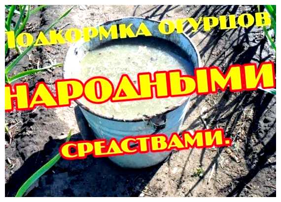 Чем подкормить огурцы народными средствами (подкормить, средства, подкормки огурцов, народные средства, народными средствами) Чем подкормить огурцы народными средствами