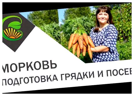 Чем заправить грядку перед посевом моркови (перед, морковь, грядки морковью, посадки моркови) Чем заправить грядку перед посевом моркови