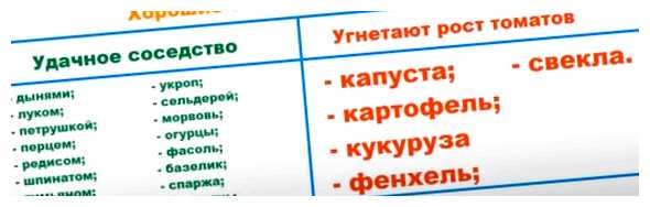 Какие овощи не любят соседство с укропом (какой, овощ, соседство, укроп, одном блюде) Какие овощи не любят соседство с укропом